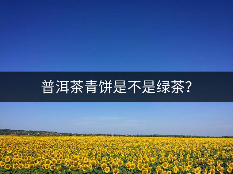 普洱茶青餅是不是綠茶？