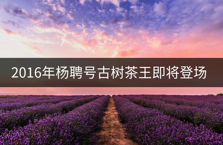 2016年楊聘號(hào)古樹茶王即將登場(chǎng)！