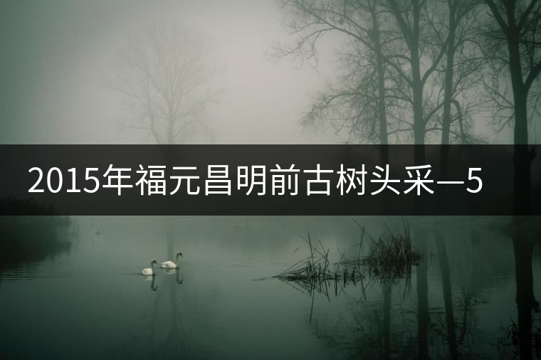 2015年福元昌明前古樹頭采—500年古樹攸樂 2015年福元昌明前古樹頭采—500年古樹攸樂