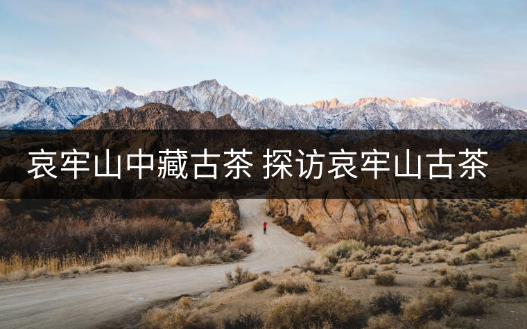 哀牢山中藏古茶 探訪哀牢山古茶樹(shù)資源 哀牢山中藏古茶 探訪哀牢山古茶樹(shù)資源