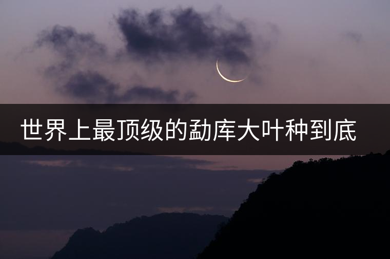 世界上最頂級的勐庫大葉種到底是什么？這篇文章講透了