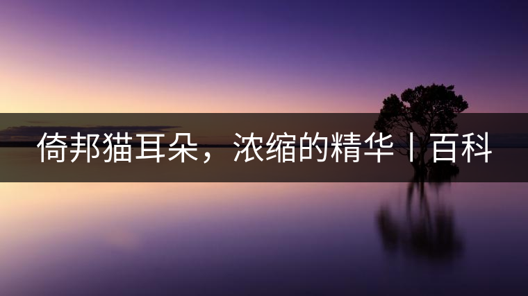倚邦貓耳朵，濃縮的精華丨百科