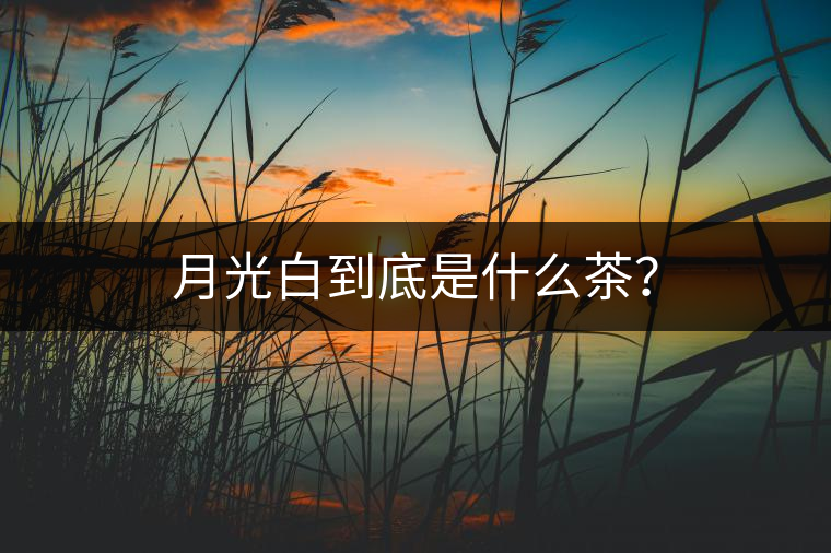 月光白到底是什么茶？