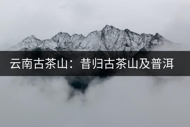 云南古茶山:昔歸古茶山及普洱茶特點 云南古茶山:昔歸古茶山及普洱茶特點