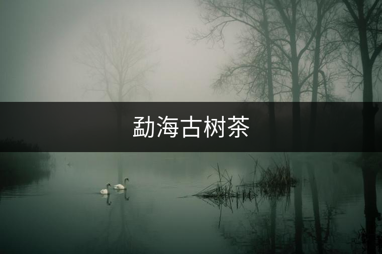 勐海古樹茶 勐海古樹茶
