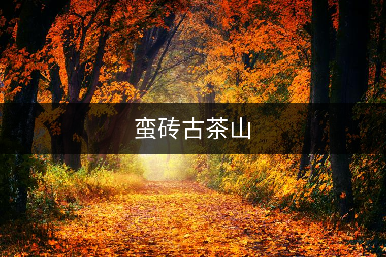 蠻磚古茶山 蠻磚古茶山