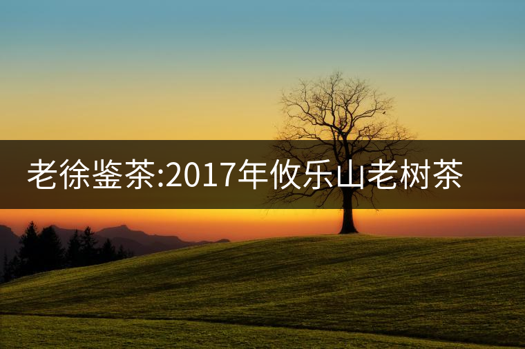 老徐鑒茶:2017年攸樂山老樹茶品鑒報告
