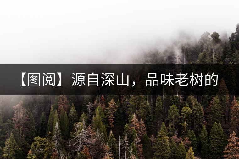 【圖閱】源自深山，品味老樹的味道