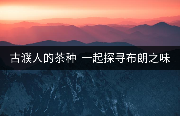 古濮人的茶種 一起探尋布朗之味 古濮人的茶種 一起探尋布朗之味