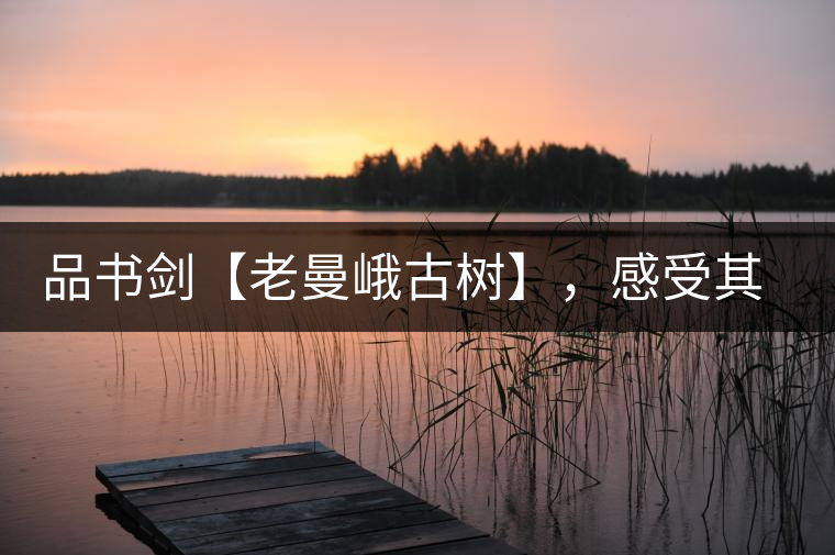 品書劍【老曼峨古樹】，感受其霸道苦韻