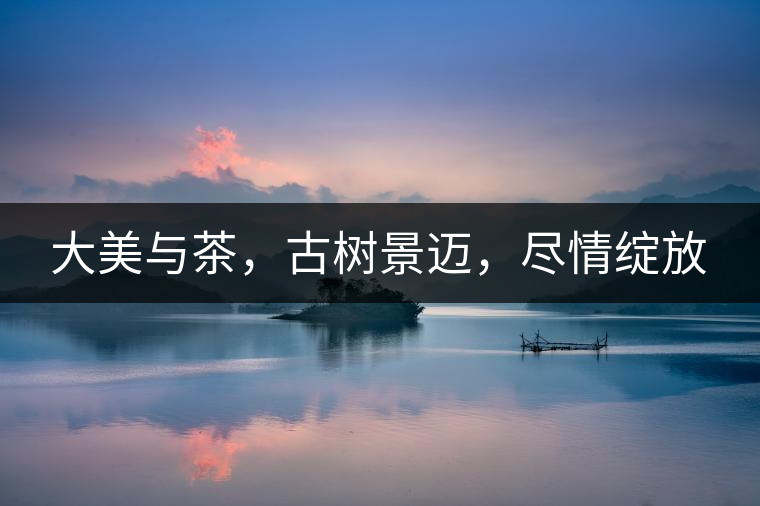 大美與茶，古樹(shù)景邁，盡情綻放