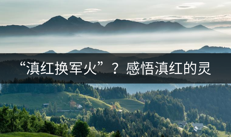 “滇紅換軍火”？感悟滇紅的靈與性！