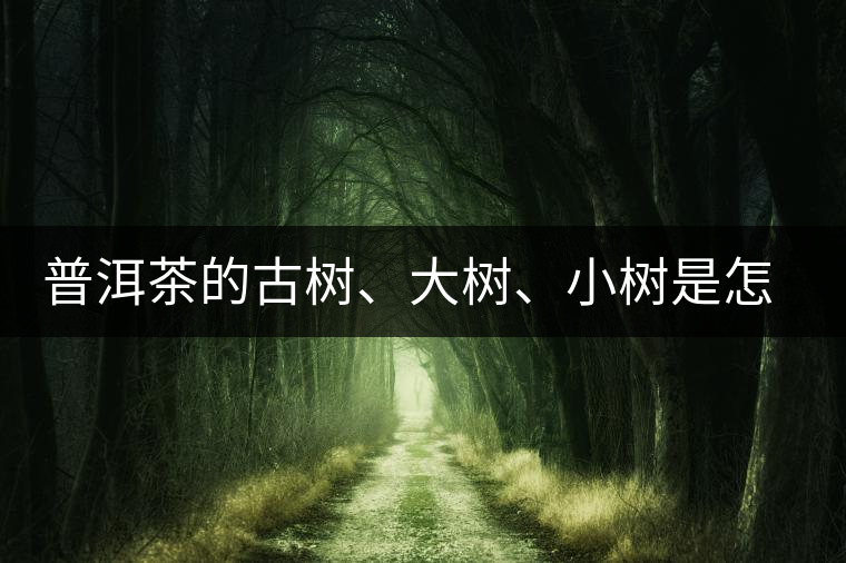 普洱茶的古樹、大樹、小樹是怎樣劃分的？