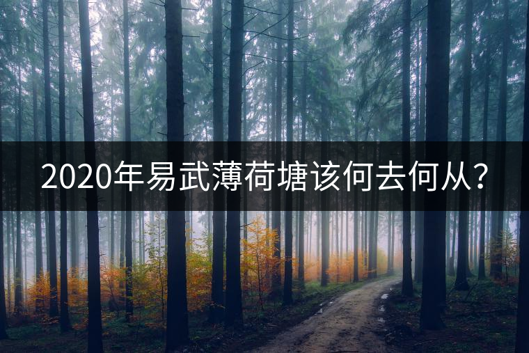 2020年易武薄荷塘該何去何從？