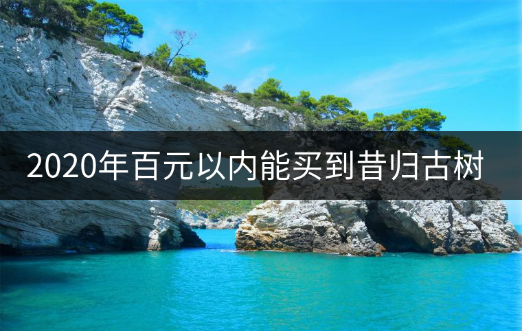 2020年百元以內(nèi)能買到昔歸古樹嗎？