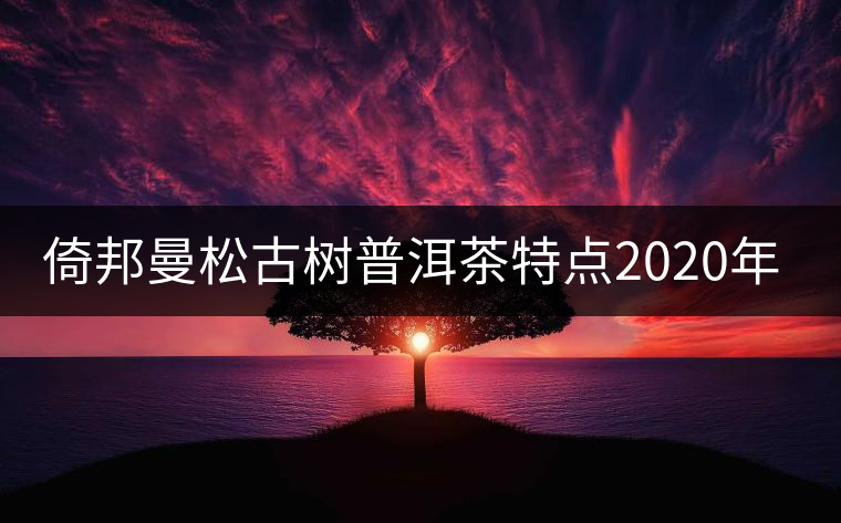 倚邦曼松古樹普洱茶特點(diǎn)2020年春茶價(jià)格