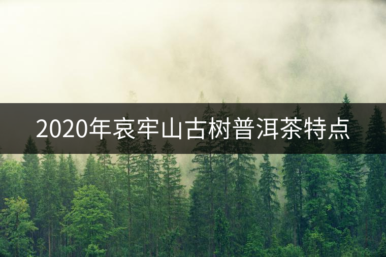 2020年哀牢山古樹普洱茶特點 2020年哀牢山古樹普洱茶特點