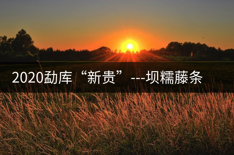 2020勐庫(kù)“新貴”---壩糯藤條茶，是如何一夜爆紅的？