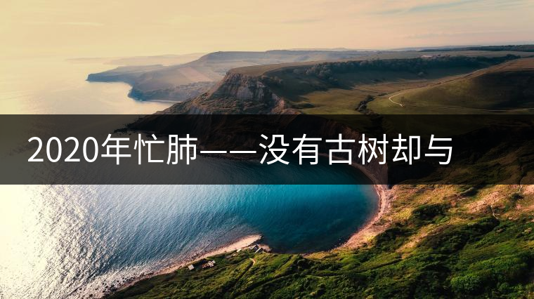 2020年忙肺——沒(méi)有古樹卻與冰島、昔歸齊名的普洱茶