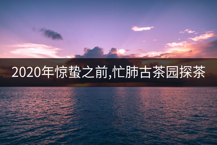 2020年驚蟄之前,忙肺古茶園探茶 2020年驚蟄之前,忙肺古茶園探茶