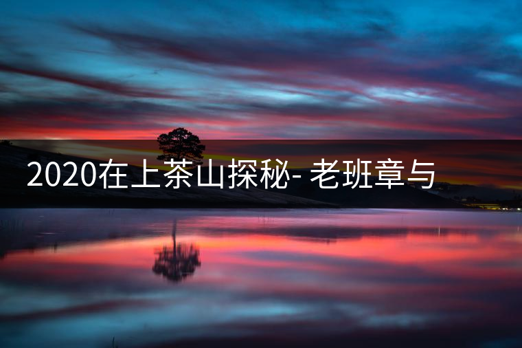 2020在上茶山探秘- 老班章與新班章，一母所生，一念之間，際遇迥異