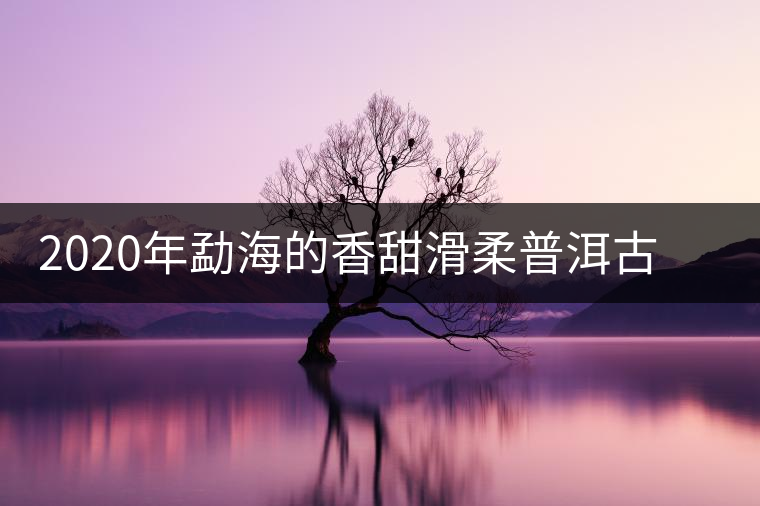 2020年勐海的香甜滑柔普洱古樹帕沙古樹春茶 2020年勐海的香甜滑柔普洱古樹帕沙古樹春茶