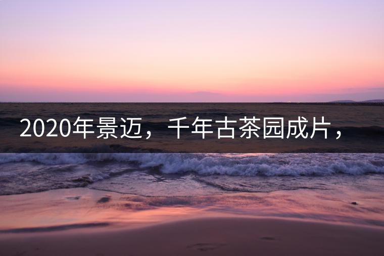 2020年景邁，千年古茶園成片，蘭花香堪稱一絕！