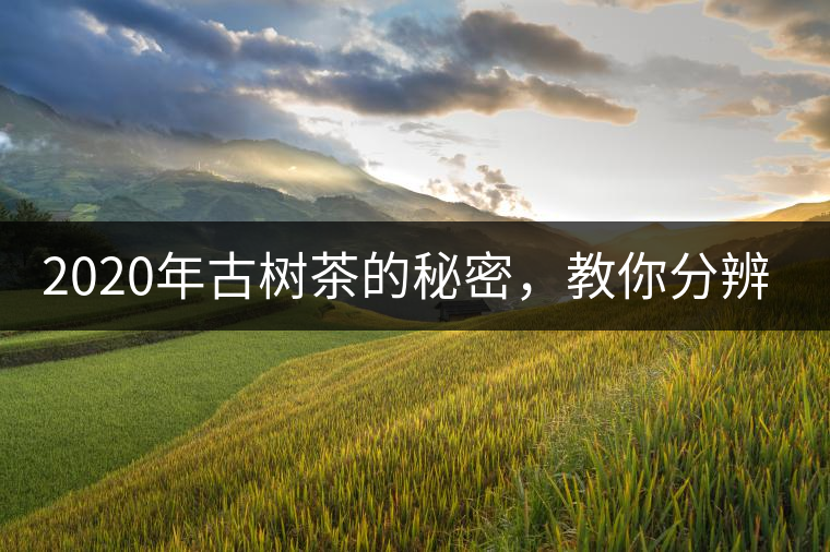 2020年古樹茶的秘密，教你分辨古樹茶