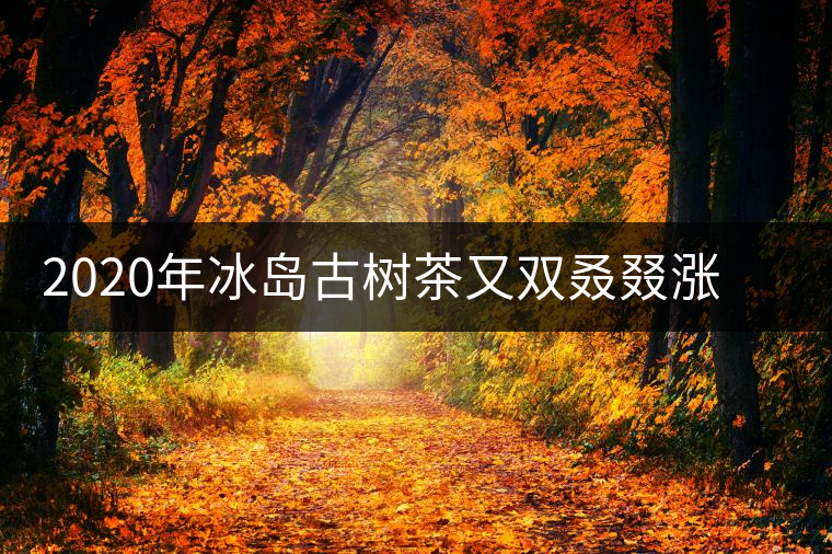 2020年冰島古樹(shù)茶又雙叒叕漲價(jià)了，今年的普洱春茶準(zhǔn)備你下手嗎