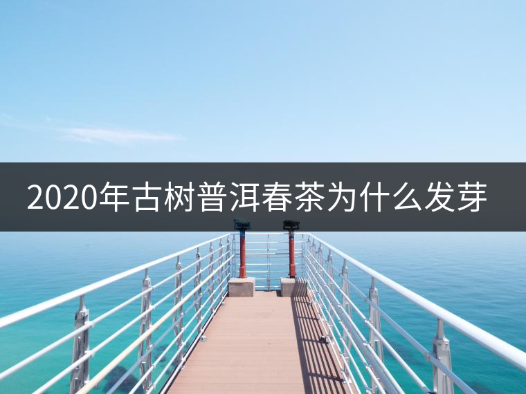 2020年古樹普洱春茶為什么發(fā)芽較晚？