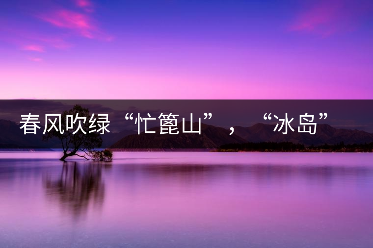 春風(fēng)吹綠“忙篦山”，“冰島”“老寨”春茶香
