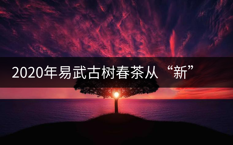 2020年易武古樹春茶從“新”到“老”，如何完成蛻變的？