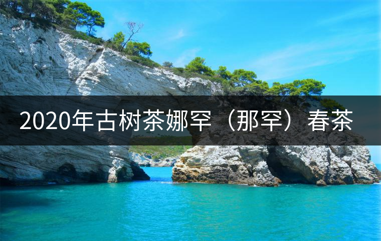 2020年古樹茶娜罕（那罕）春茶價格是多少？