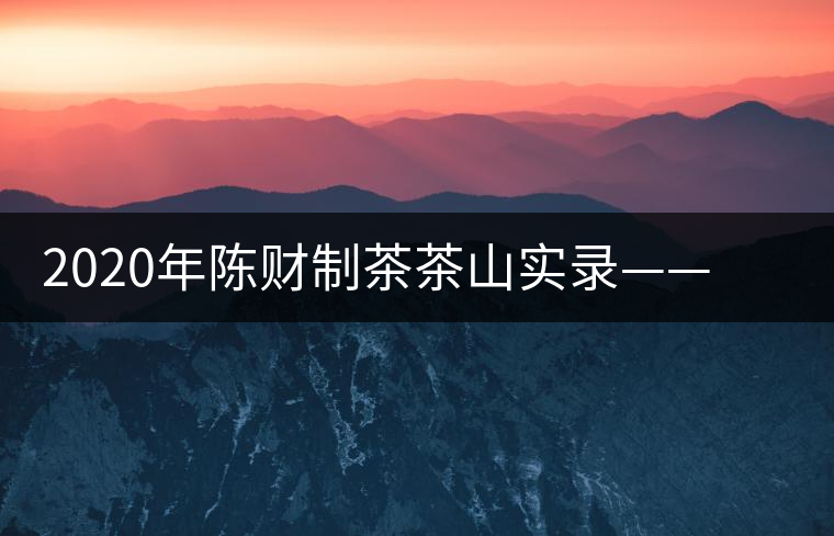 2020年陳財(cái)制茶茶山實(shí)錄——浴火重生的曼松貢茶 2020年陳財(cái)制茶茶山實(shí)錄——浴火重生的曼松貢茶