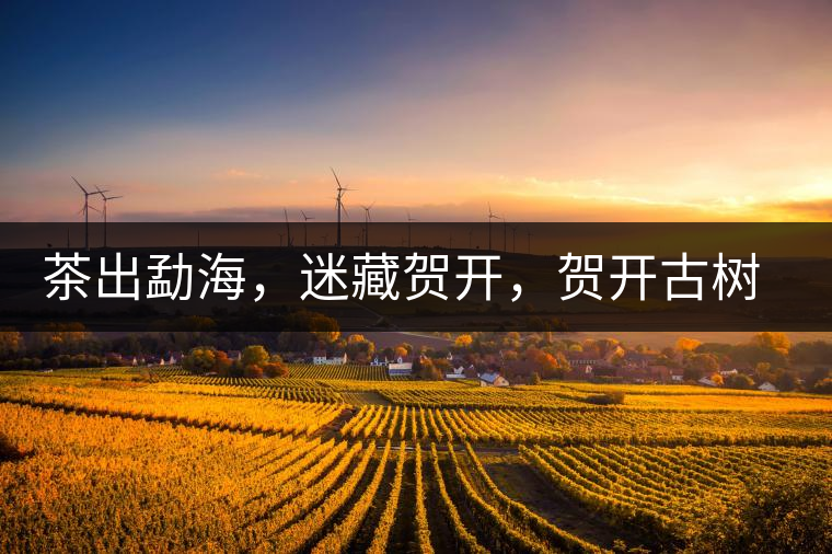 茶出勐海，迷藏賀開，賀開古樹普洱茶