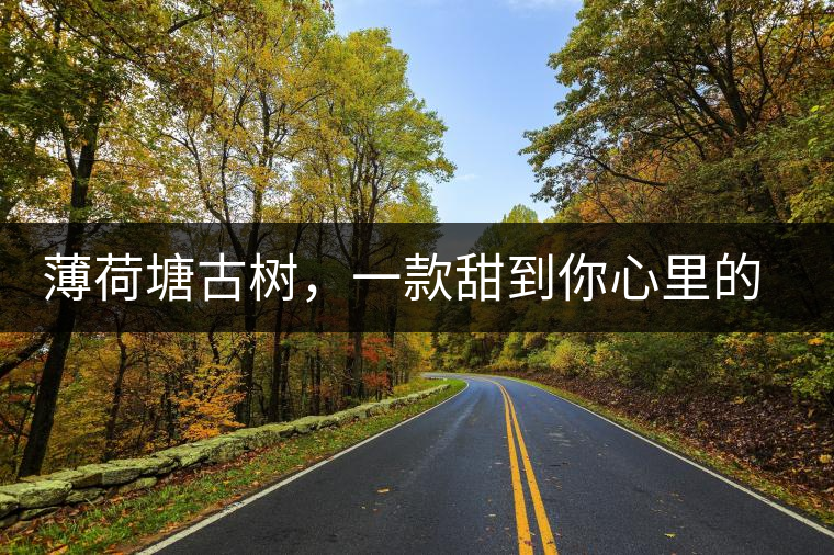 薄荷塘古樹(shù)，一款甜到你心里的普洱茶