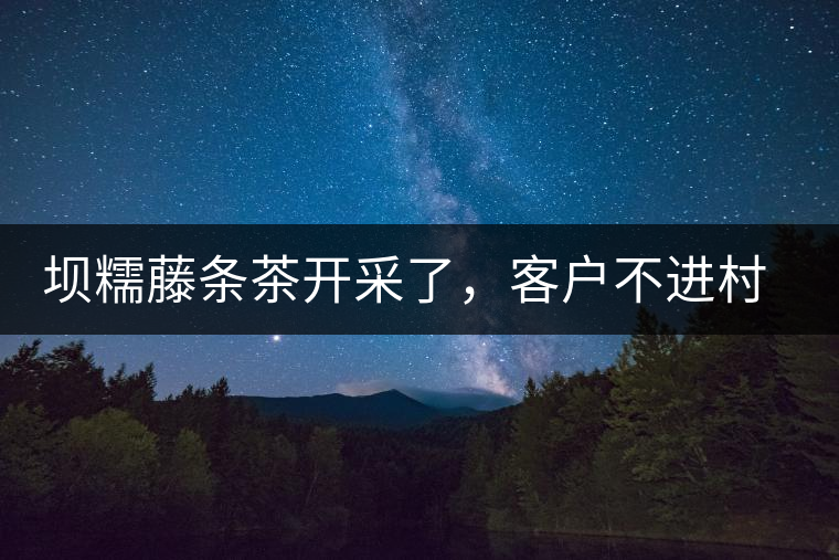 壩糯藤條茶開采了，客戶不進(jìn)村，村民怎么賣茶？
