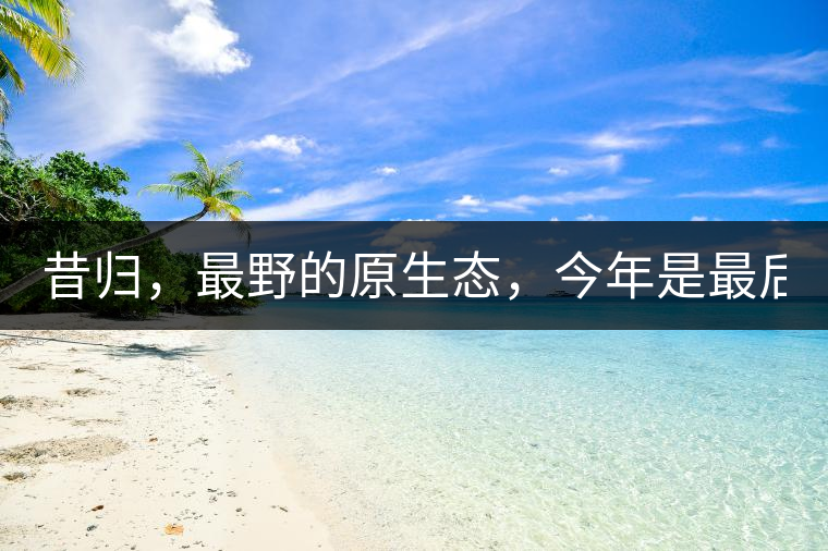 昔歸，最野的原生態(tài)，今年是最后一年了！