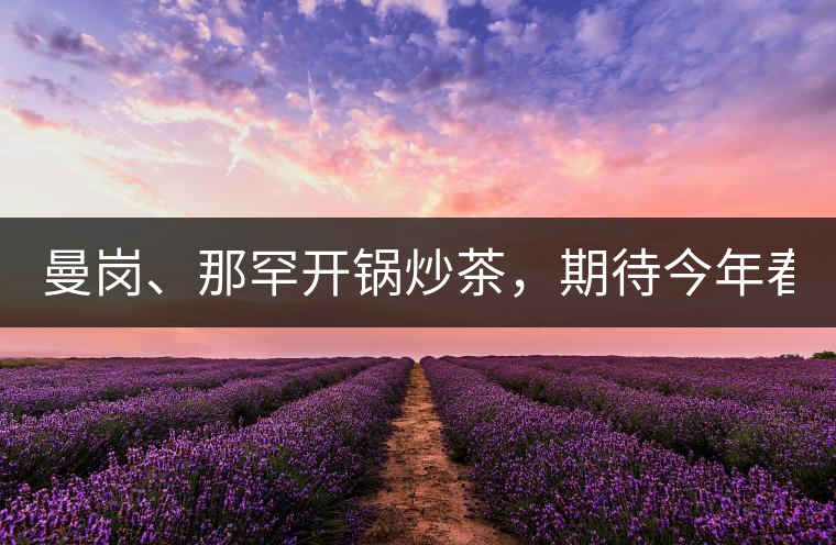 曼崗、那罕開(kāi)鍋炒茶，期待今年春茶！