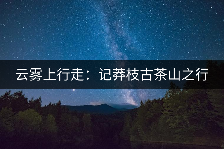 云霧上行走:記莽枝古茶山之行 云霧上行走:記莽枝古茶山之行