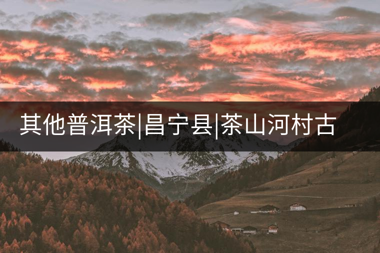 其他普洱茶|昌寧縣|茶山河村古茶樹群 其他普洱茶|昌寧縣|茶山河村古茶樹群