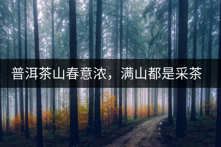 普洱茶山春意濃，滿山都是采茶人