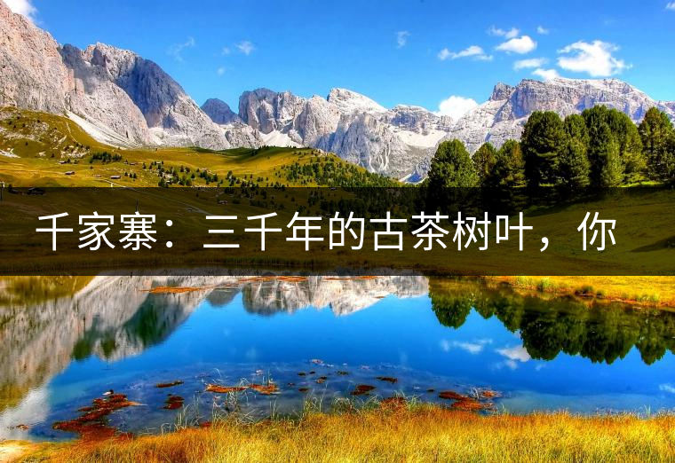 千家寨：三千年的古茶樹葉，你還有機會喝到嗎？