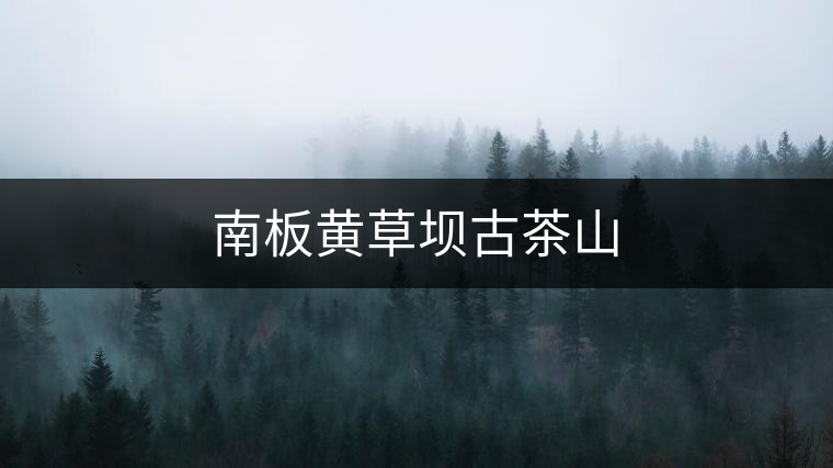 南板黃草壩古茶山