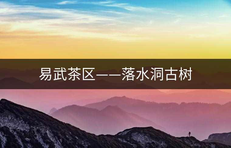 易武茶區(qū)——落水洞古樹(shù)