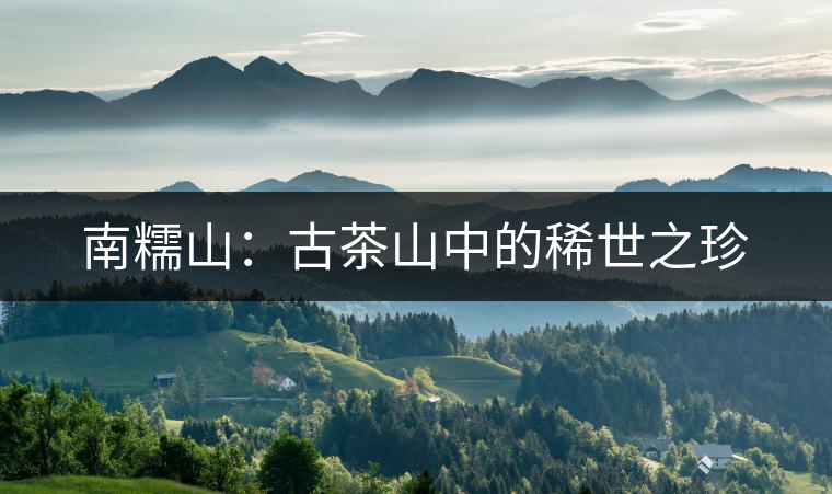 南糯山：古茶山中的稀世之珍