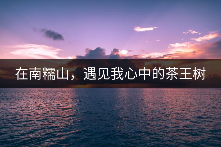 在南糯山,遇見我心中的茶王樹 在南糯山,遇見我心中的茶王樹
