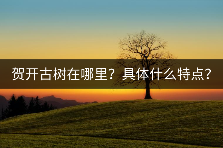 賀開古樹在哪里？具體什么特點(diǎn)？