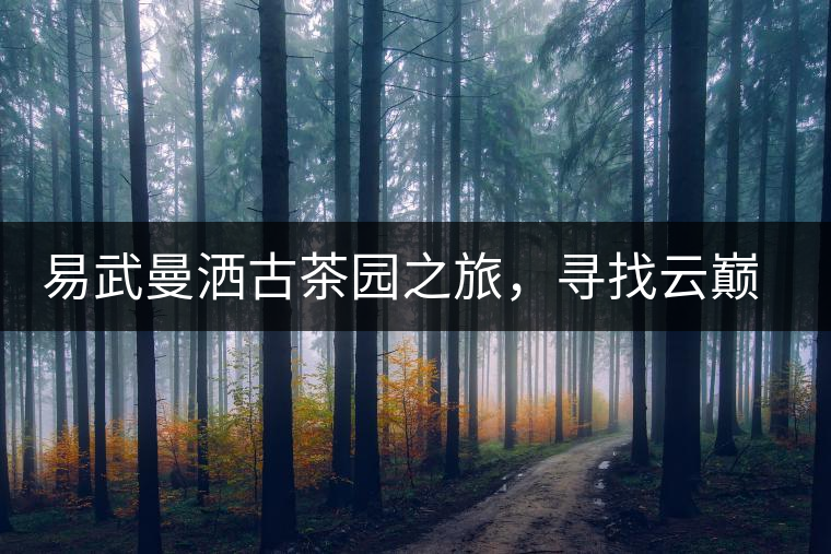 易武曼灑古茶園之旅，尋找云巔上的好茶