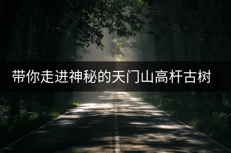 帶你走進(jìn)神秘的天門(mén)山高桿古樹(shù)茶園